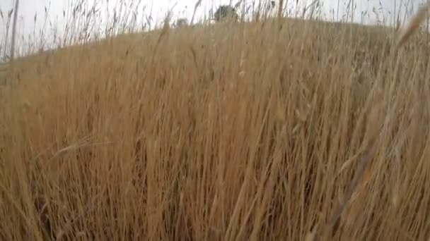 春天鸟儿的鸣叫声穿过麦穗 — 图库视频影像