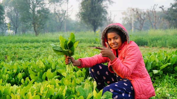 Farmer girl harvesting Green spinach. Organic palak benefits, Prevents Cancer, Reduces Blood Sugar, Aids in Weight Loss.