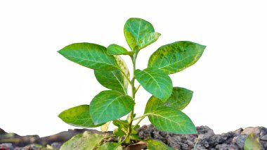 Ashwagandha, Hint ginsengi, zehirli Bektaşi üzümü ya da kış kirazı olarak da bilinir. Beyaz arkaplanda izole
