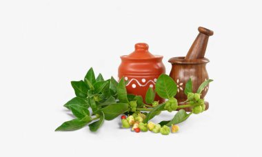 Macro photo of fruits on a Ashwagandha plant with jar and mortar and pestle clipart