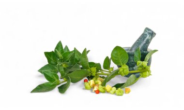 Organik Withania Somnifera, Ashwagandha, Hint Ginseng, Havan ve tokmak ile zehirlenmiş Gooseberry Stüdyo Arkaplanı