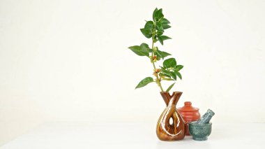 Hybrid Thai Variety Yaşa Ashwagandha, Hint ginsengi, Kış kirazı, Hindistan Withania somnifera İlaç Ürünleri Ashwagandha Bitkisi.