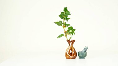 Hybrid Thai Variety Yaşa Ashwagandha, Hint ginsengi, Kış kirazı, Hindistan Withania somnifera İlaç Ürünleri Ashwagandha Bitkisi.