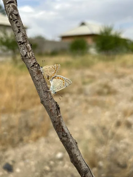 木の上の蝶 — ストック写真