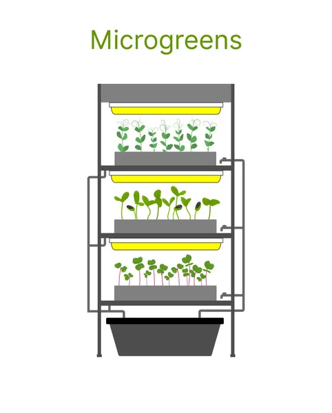 Stadsboerderij Voor Het Kweken Van Microgreens Babygreens Sla Vector Illustratie — Stockvector