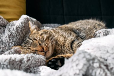 Sıcak gri ekoseye sarılı tatlı tekir kedi uyuyor. Çizgili kedi kanepede kestiriyor. Evcil hayvan sıcacık sıcak bir evde.