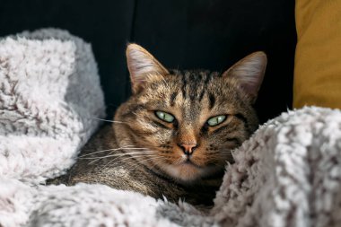 Sıcak gri ekoseye sarılı tatlı tekir kedi uyuyor. Çizgili kedi kanepede kestiriyor. Evcil hayvan sıcacık sıcak bir evde.