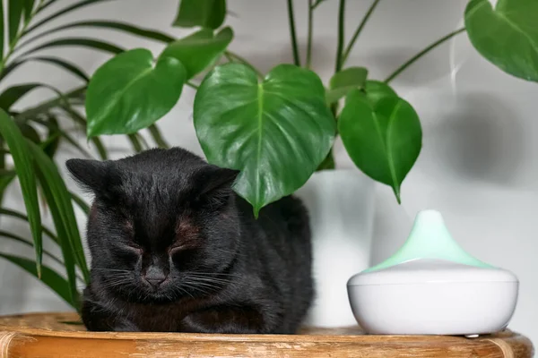 Black cat resting in home air humidifier or essential oil diffuser cleaning air and vaporizing steam up into the air. Ultrasonic technology. Taking care of health of children, plants and pets.