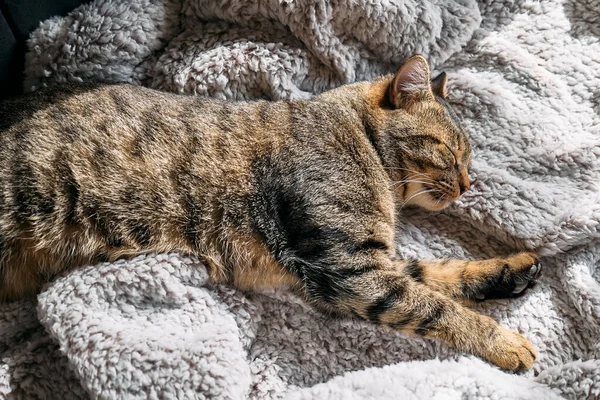 Cute Tabby Cat Sleeping Wrapped Warm Gray Plaid Striped Cat — Stock Photo, Image