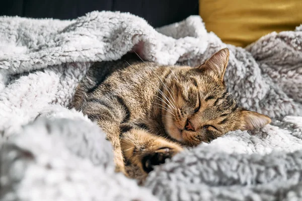 Roztomilá Kočka Spící Zabalená Teplých Šedých Kostkách Proužkovaná Kočka Dřímající — Stock fotografie