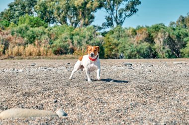 Ev havası nemlendiricisinde dinlenen kara kedi ya da havayı temizleyen ve buharlaşan temel yağ dağıtıcısı. Ultrasonik teknoloji. Çocukların, bitkilerin ve evcil hayvanların sağlığıyla ilgilenmek.