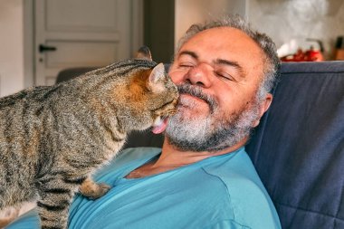 Tabby cat licking face of bearded man in living room. Human-animal relationships. Pets care. Funny home pet. Cat day. Selective focus. Adopted pet.