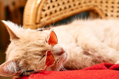 Cute funny ginger cat, wearing red sunglasses a shape of heart, sleeping on red blanket. Pets like human. Dressed pets. Valentine's day.