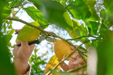 Seasonal pruning of trees. Gardener's hands pruning lemon tree with pruning shears. Taking care of garden. Cutting tree branch. Spring gardening.