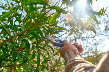 Seasonal pruning of trees. Gardener's hands pruning mandarin tree with pruning shears. Taking care of garden. Cutting tree branch. Spring gardening.