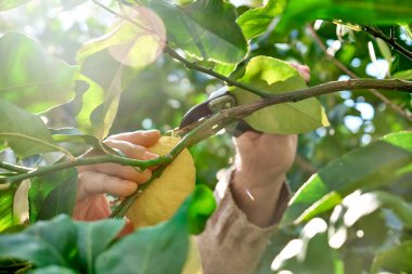 Seasonal pruning of trees. Gardener's hands pruning lemon tree with pruning shears. Taking care of garden. Cutting tree branch. Spring gardening.