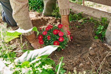 Bahçıvan bahçıvan bahar bahçesindeki çiçek tarlasına kırmızı papatyalar dikiyor. Çiçeklerle süslenmiş bahar bahçesi, bahçe işleri ve hobi..