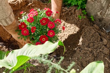 Bahçıvan bahçıvan bahar bahçesindeki çiçek tarlasına kırmızı papatyalar dikiyor. Çiçeklerle süslenmiş bahar bahçesi, bahçe işleri ve hobi..