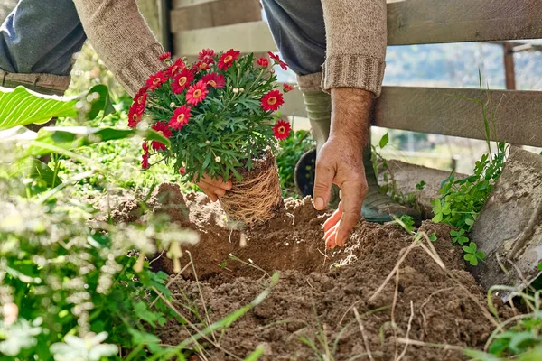 Trädgårdsmästare Man Plantera Röda Prästkragar Jorden Rabatten Vår Trädgård Vår — Stockfoto