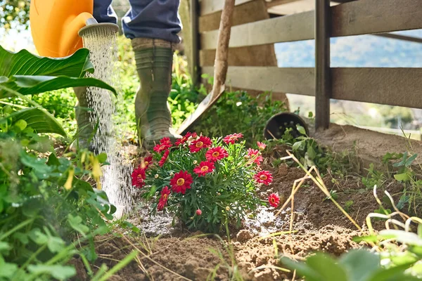Zahradník Zalévající Červené Sedmikrásky Zavlažování Plechovky Půdě Záhonu Květin Jarní — Stock fotografie
