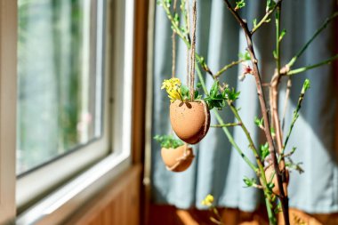 Paskalya evi dekorasyonu. Paskalya süsü olarak bahar dallarında sallanan yumurta kabuklu mikro yeşiller. Paskalya çiçekleri..