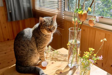 Paskalya evi dekorasyonu. Tabby kedisi, paskalya süsü olarak yumurta kabuklarını mikro yeşilliklerle ve kır çiçekleriyle süslenmiş vazoda bahar dallarıyla masada oturuyor. Paskalya çiçekleri aranjmanı.