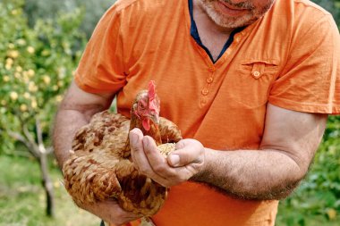 Çiftlikte tavukları elle besleyen bir adam. Geleneksel bir organik kümes hayvanında serbest otlayan evcil bir tavuk. Toprakta yürüyen yetişkin tavuk..