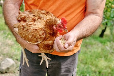 Çiftlikte tavukları elle besleyen bir adam. Geleneksel bir organik kümes hayvanında serbest otlayan evcil bir tavuk. Toprakta yürüyen yetişkin tavuk..