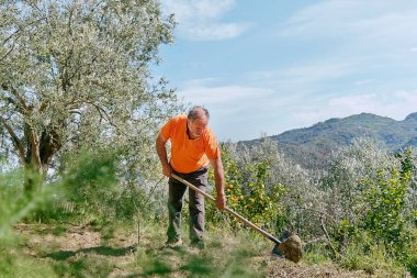 Bahar bahçesinde kürekle toprak kazan mutlu, olgun bir adam. Çiftçilik, bahçıvanlık, tarım kavramı.