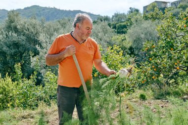 Hasat sırasında bahçesinde rezene olan olgun, yakışıklı bir bahçıvan. Eko çiftliğinden taze rezene toplayan bir adam..