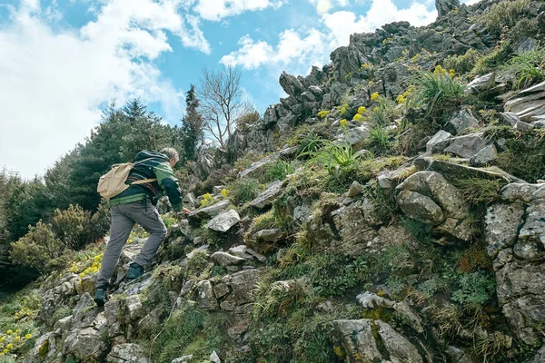 Rijpe Bebaarde Reiziger Wandelen Het Bergwoud Klimmen Rots Van Berg — Stockfoto