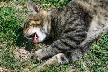 Yeşil çimenlerde yakalanan yusufçukla oynayan komik tekir kedi. Çizgili yerli gri kedi dışarıda eğleniyor..