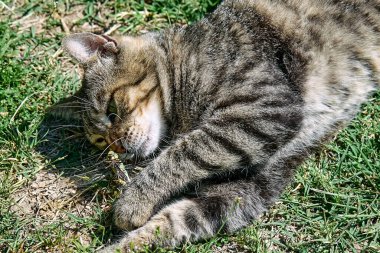 Yeşil çimenlerde yakalanan yusufçukla oynayan komik tekir kedi. Çizgili yerli gri kedi dışarıda eğleniyor..