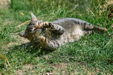 Yeşil çimenlerde yakalanan yusufçukla oynayan komik tekir kedi. Çizgili yerli gri kedi dışarıda eğleniyor..