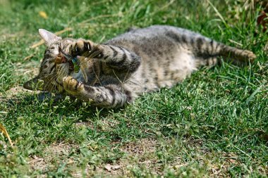 Yeşil çimenlerde yakalanan yusufçukla oynayan komik tekir kedi. Çizgili yerli gri kedi dışarıda eğleniyor..