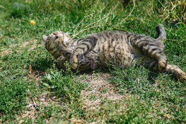 Yeşil çimenlerde yakalanan yusufçukla oynayan komik tekir kedi. Çizgili yerli gri kedi dışarıda eğleniyor..