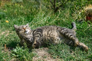 Yeşil çimenlerde yakalanan yusufçukla oynayan komik tekir kedi. Çizgili yerli gri kedi dışarıda eğleniyor..