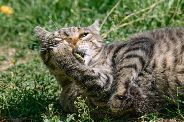 Yeşil çimenlerde yakalanan yusufçukla oynayan komik tekir kedi. Çizgili yerli gri kedi dışarıda eğleniyor..