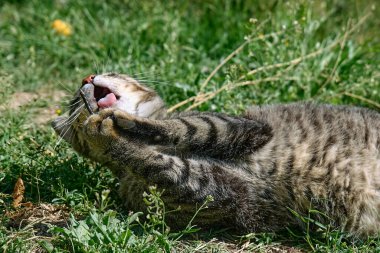 Yeşil çimenlerde yakalanan yusufçukla oynayan komik tekir kedi. Çizgili yerli gri kedi dışarıda eğleniyor..