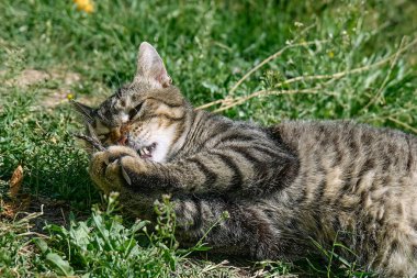 Yeşil çimenlerde yakalanan yusufçukla oynayan komik tekir kedi. Çizgili yerli gri kedi dışarıda eğleniyor..