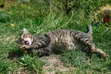 Yeşil çimenlerde yakalanan yusufçukla oynayan komik tekir kedi. Çizgili yerli gri kedi dışarıda eğleniyor..