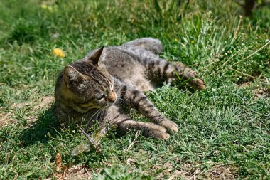 Yeşil çimenlerde yakalanan yusufçukla oynayan komik tekir kedi. Çizgili yerli gri kedi dışarıda eğleniyor..
