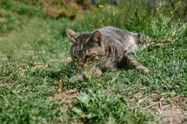 Yeşil çimenlerde yakalanan yusufçukla oynayan komik tekir kedi. Çizgili yerli gri kedi dışarıda eğleniyor..