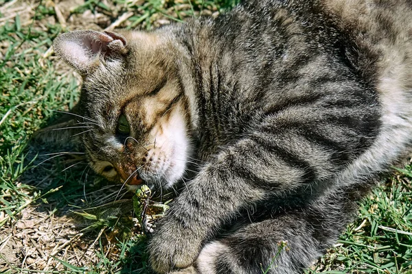 緑の芝生の中で捕獲したトンボと遊ぶ面白いタビー猫 屋外で楽しい時間を過ごしている国内のグレー猫 — ストック写真