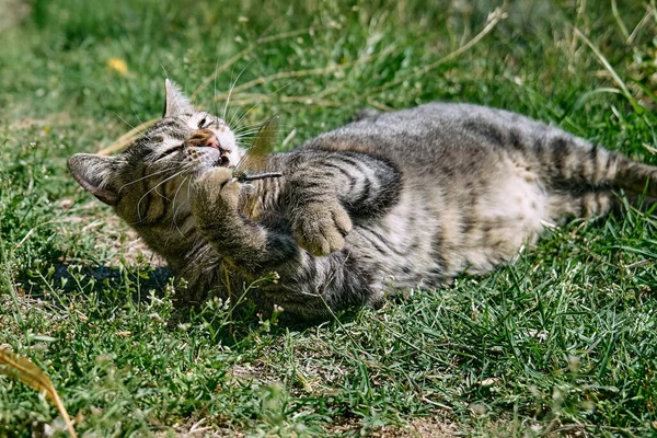 有趣的胖胖的猫在绿草中与捕获的蜻蜓玩耍 户外玩乐的条纹家猫 — 图库照片
