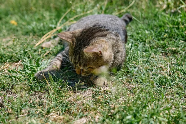 Divertido Gato Tabby Jugando Con Libélula Capturada Hierba Verde Rayas — Foto de Stock