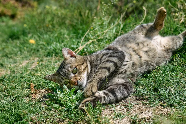 Funny Tabby Cat Playing Captured Dragonfly Green Grass Striped Domestic — Stock Photo, Image