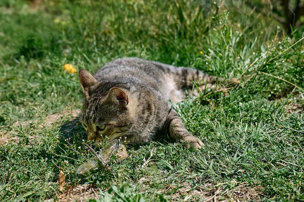 有趣的胖胖的猫在绿草中与捕获的蜻蜓玩耍 户外玩乐的条纹家猫 — 图库照片