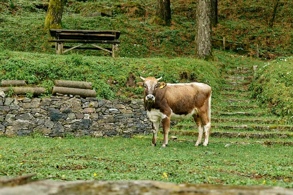 Vaca Manchada Marrón Blanca Pastando Prado Verde Niebla Después Lluvia — Foto de Stock