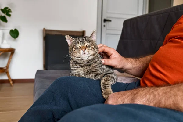 Мужчина Обнимает Милую Кошку Помещении Отношения Между Людьми Животными Забавный — стоковое фото